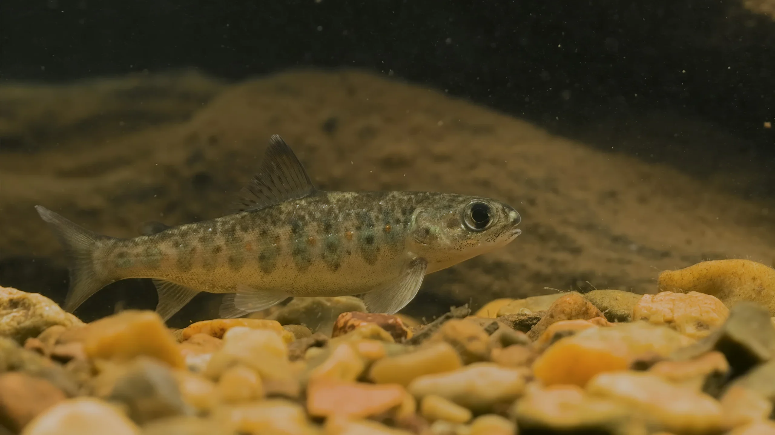 Smolt